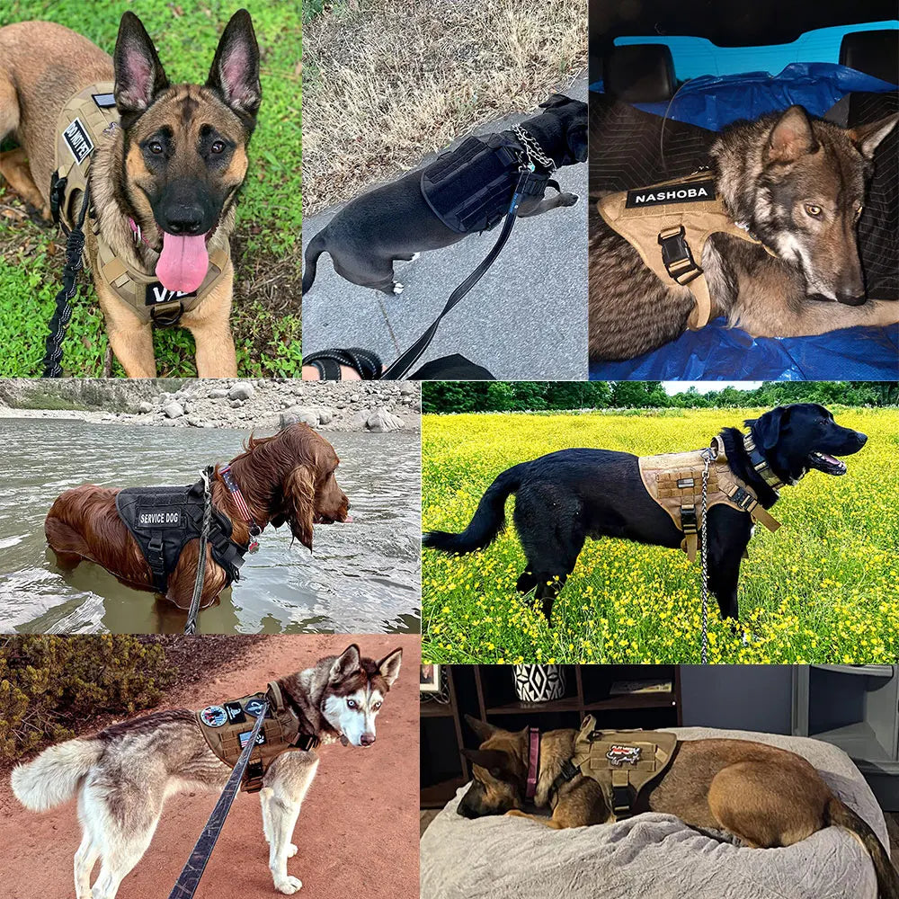PETRAVEL Quick Release Vest Harness And Leash Set For Dogs