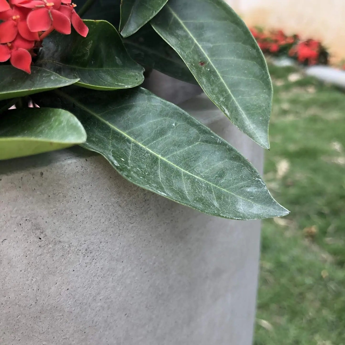 Round Concrete Planter With Drainage Hole For Indoor Outdoor Use